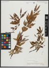 Foto von Salix alba L.